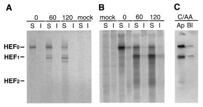 FIG. 7