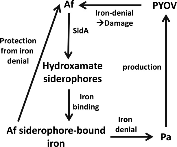 Fig 7