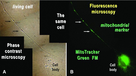 Fig 12