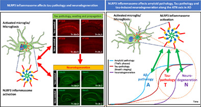 graphic file with name GLIA-70-1117-g001.jpg