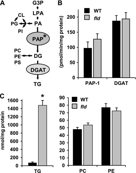 FIGURE 1.