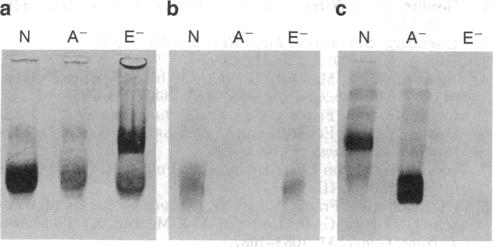 graphic file with name pnas01127-0247-a.jpg