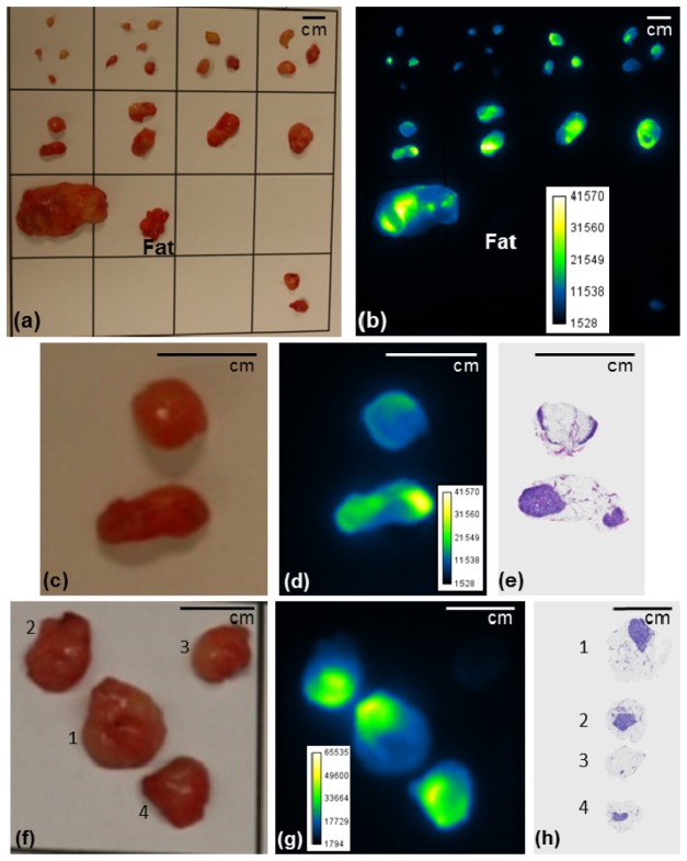 Fig. 4