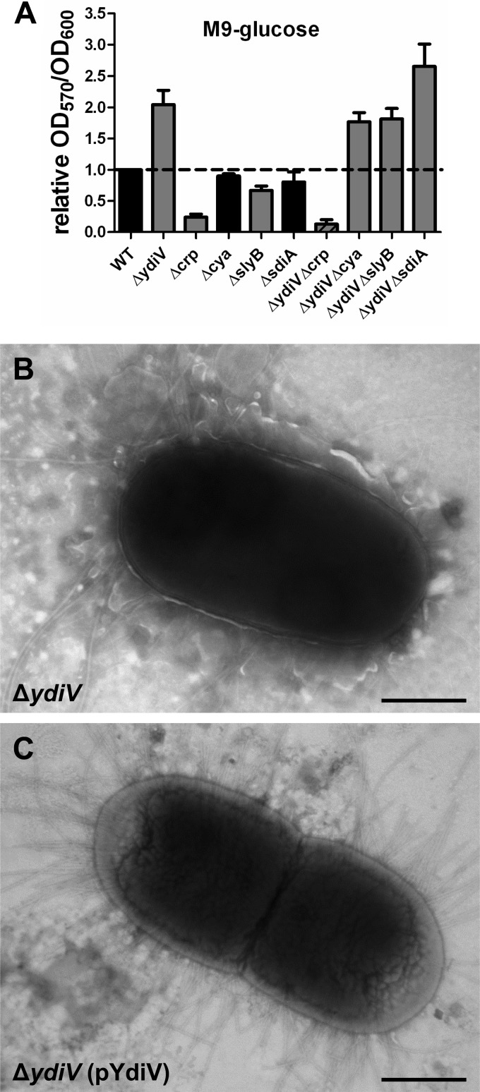 Fig 5