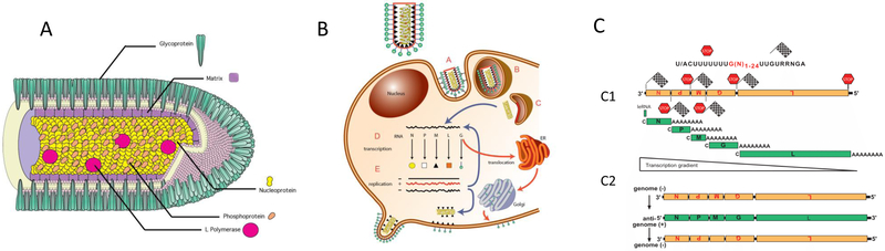 Figure 1: