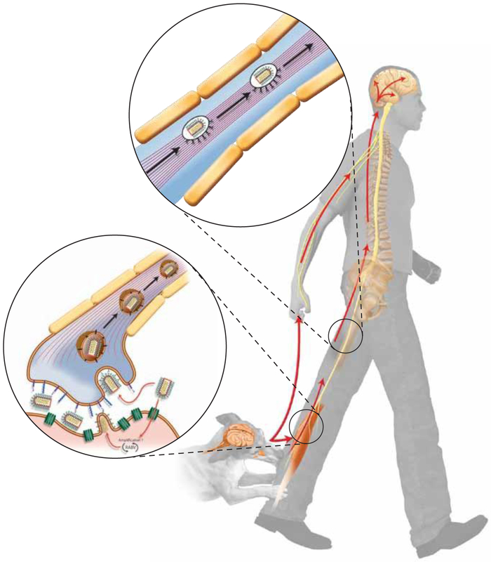 Figure 2: