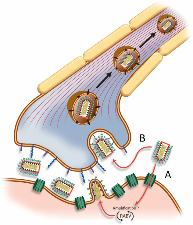 Figure 3: