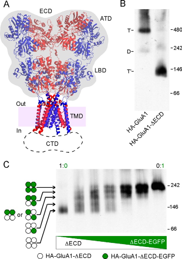 FIGURE 1.