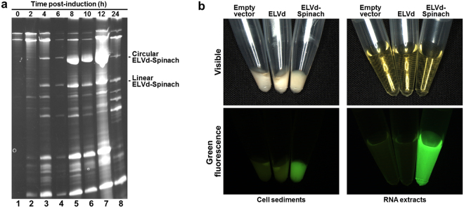 Figure 4