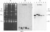F<sc>IG</sc>. 1.—