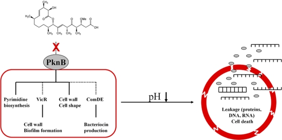 Fig. 12.