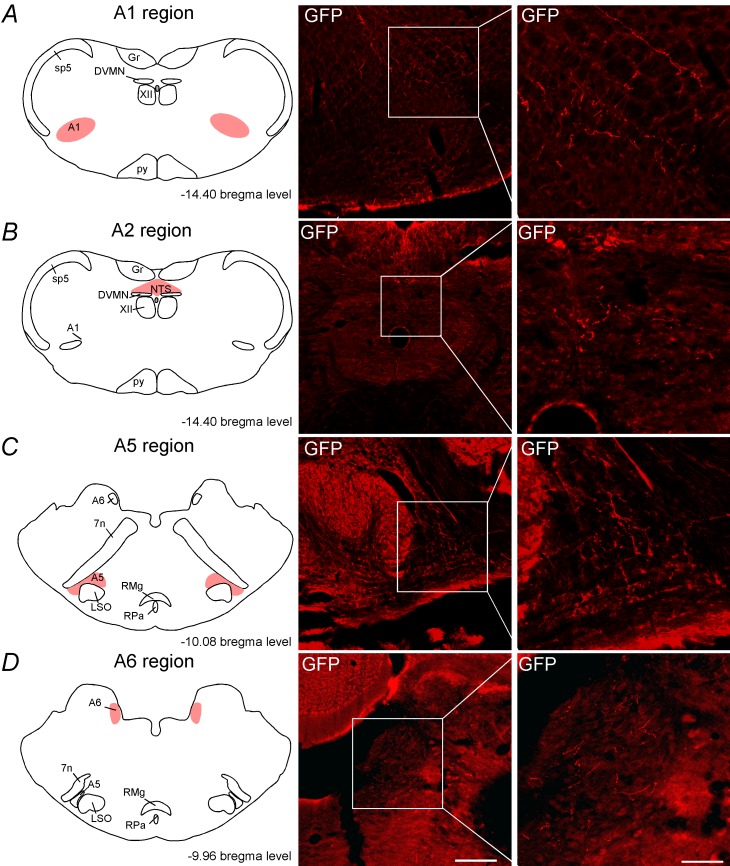 Figure 3—figure supplement 1.