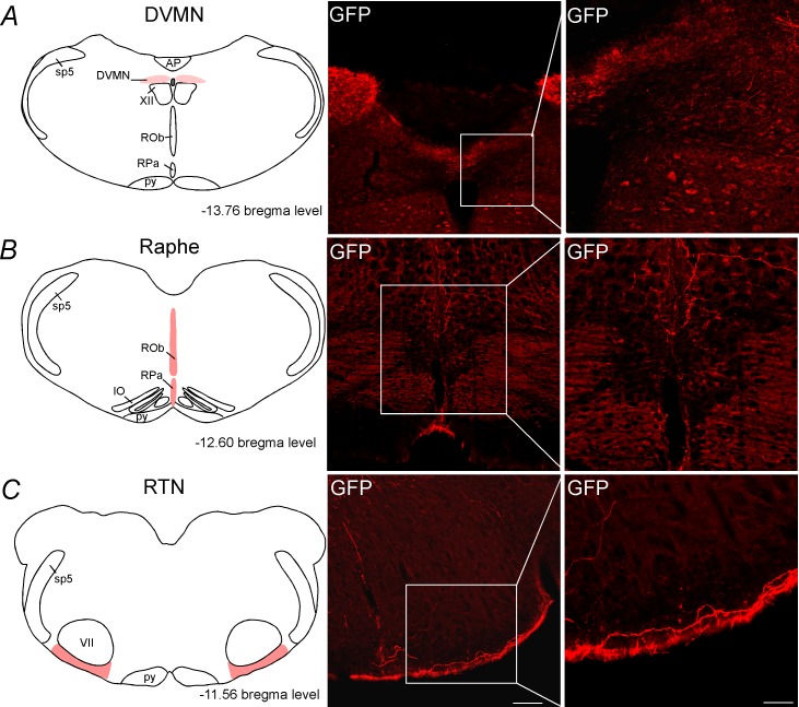 Figure 3—figure supplement 2.