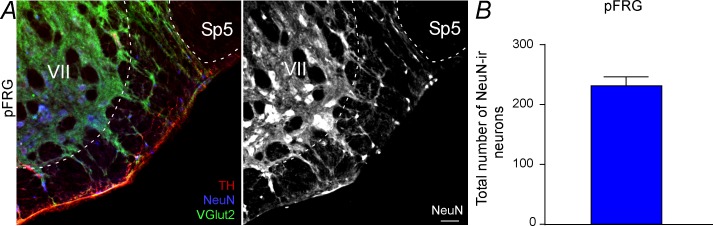 Figure 2—figure supplement 1.