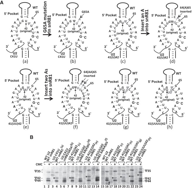 FIGURE 4.