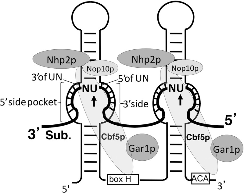 FIGURE 1.