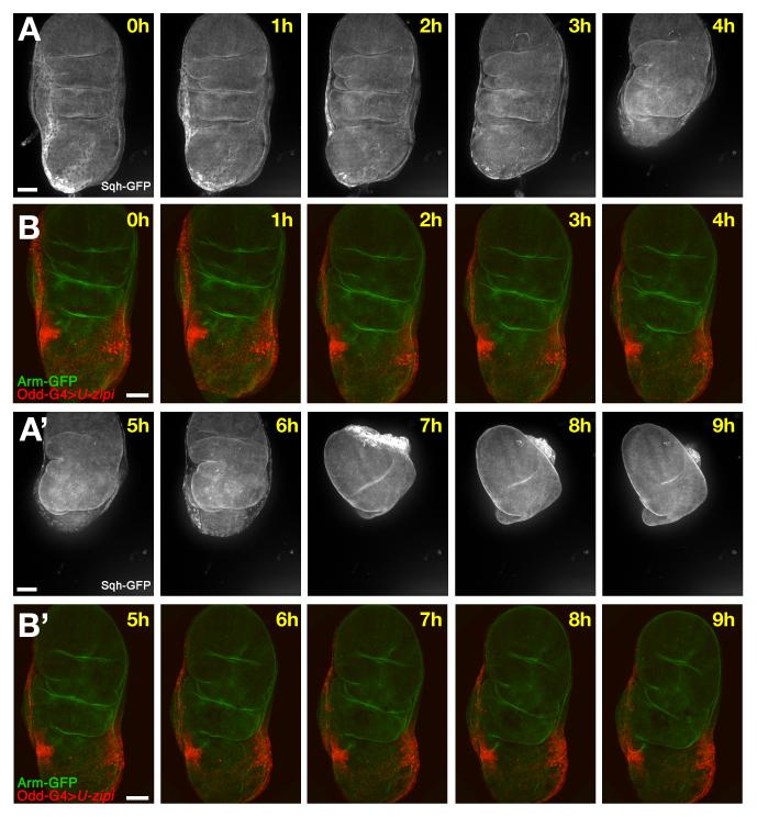 Fig. 3