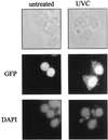 FIG. 7