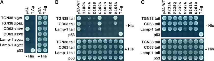 FIGURE 5.