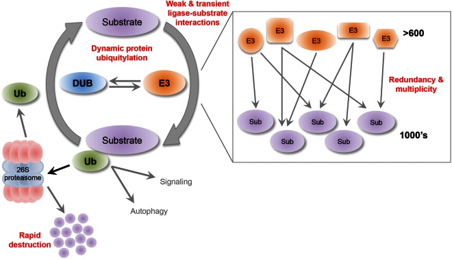 Figure 1.