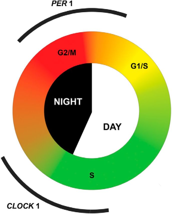 Figure 7.