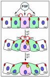 Fig. 8.