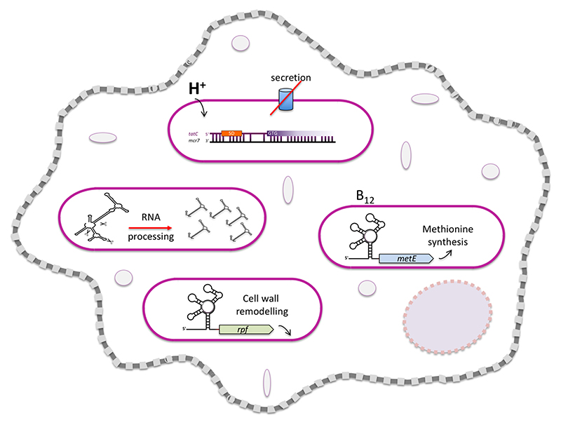 Graphical abstract