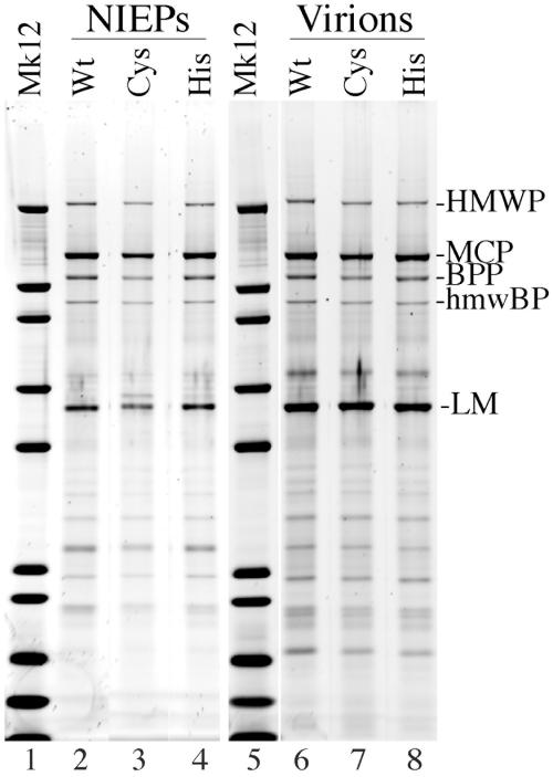 FIG. 5.