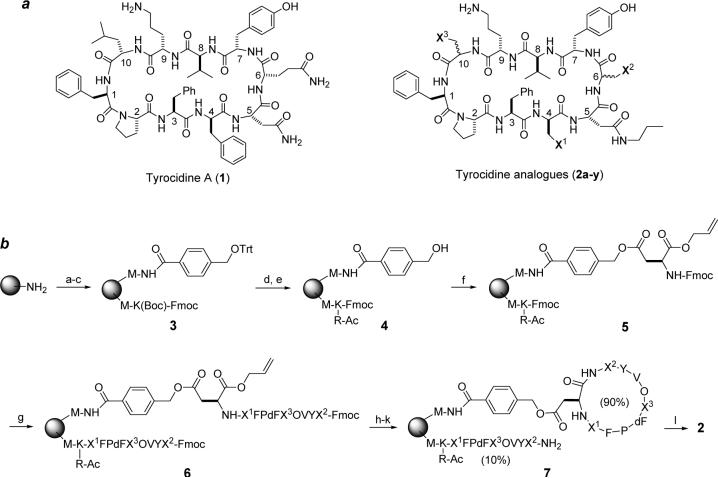 High-Throughput Synthesis and Screening of Cyclic Peptide Antibiotics - PMC