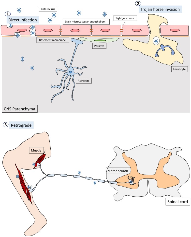 FIGURE 1