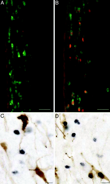 Figure 18