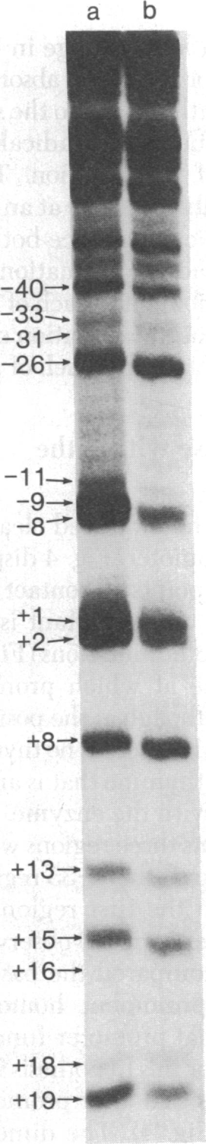 graphic file with name pnas00007-0201-a.jpg