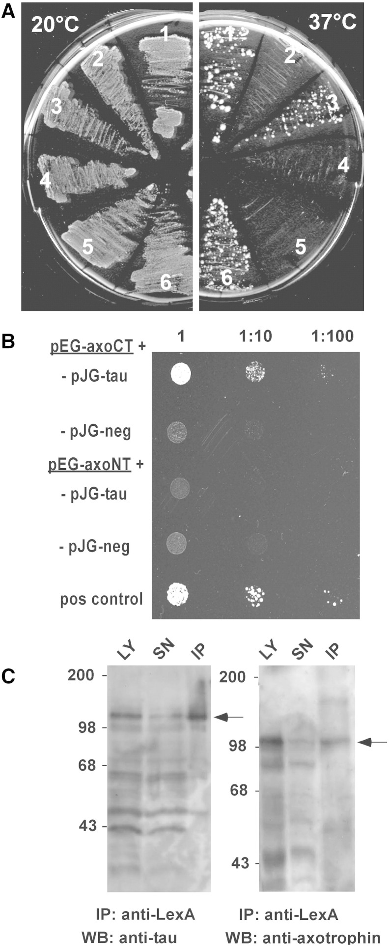 Fig. 1