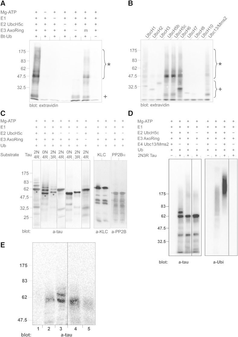 Fig. 3