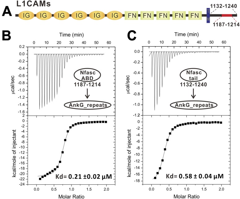 Figure 3—figure supplement 2.