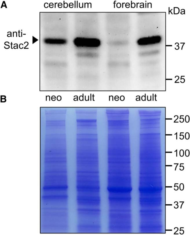 Figure 10.