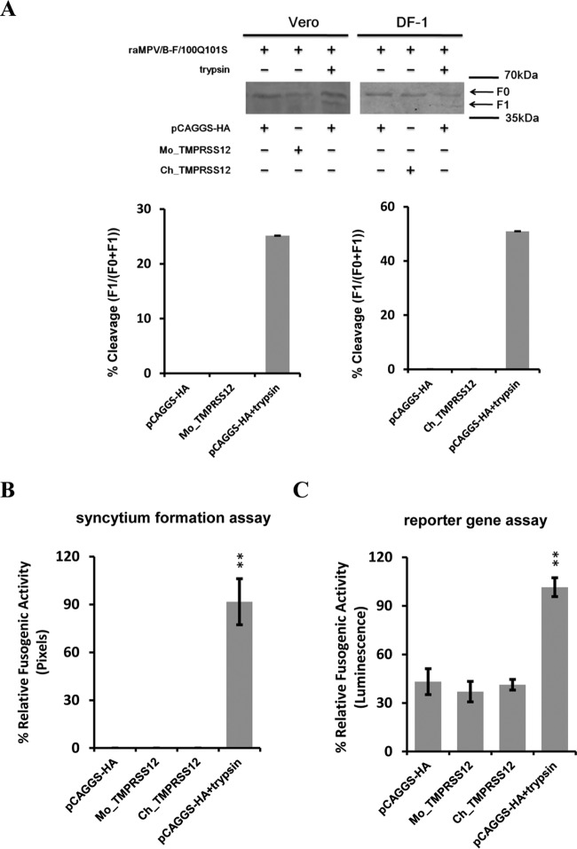 FIG 6