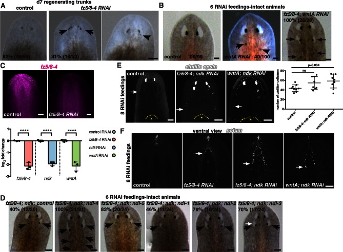 Figure 5—figure supplement 1.