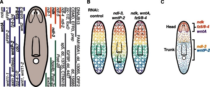 Figure 7.