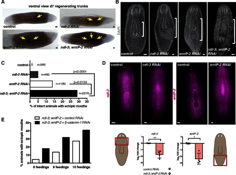 Figure 3—figure supplement 1.