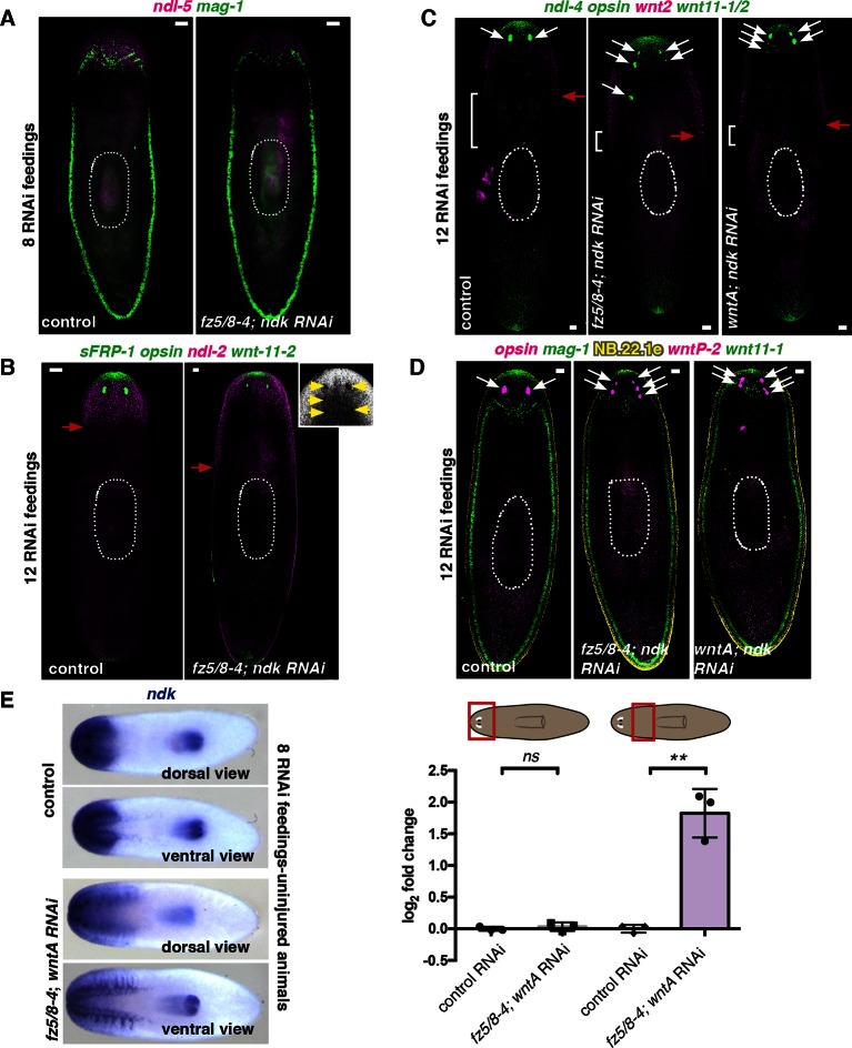 Figure 6—figure supplement 1.