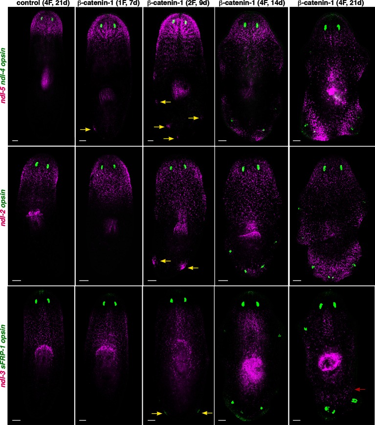 Figure 2—figure supplement 3.