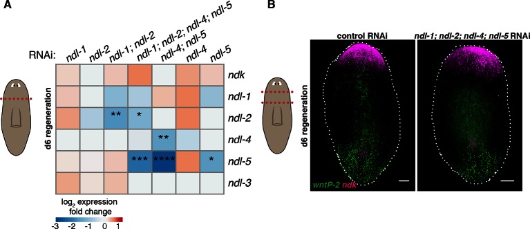 Figure 2—figure supplement 4.