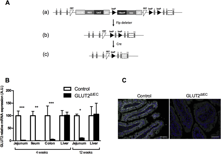 Figure 1