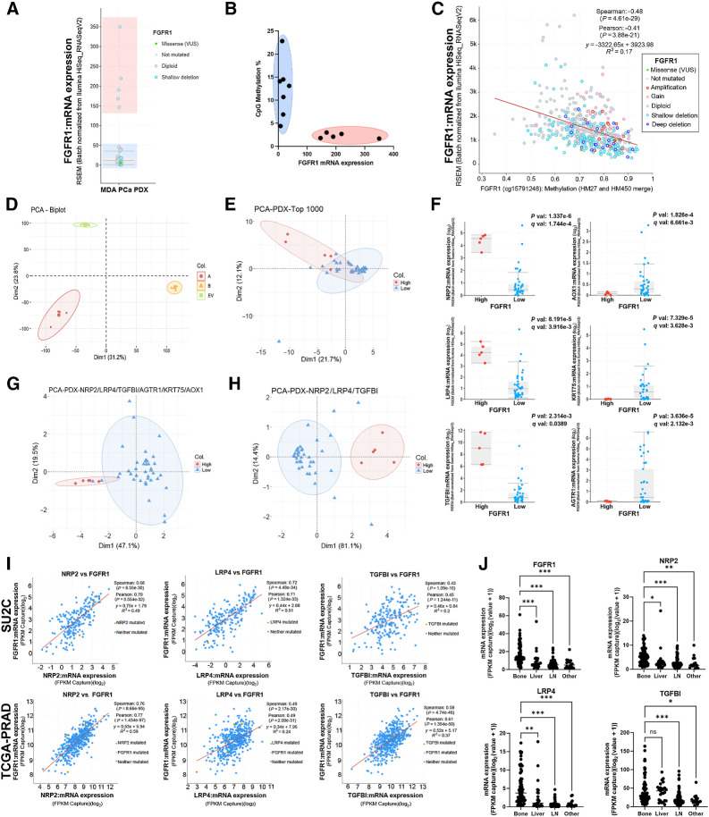 Figure 6. Exploiting the applicability of the PDX platform. A, FGFR1 mRNA expression assessed by RNA-seq in MDA PCa PDXs. Groups with low or high FGFR1 levels are highlighted in blue or red, respectively. B, FGFR1 promoter CpG methylation percentage versus mRNA levels in PDX models with high (red) or low (blue) FGFR1 expression. C, FGFR1 expression and promoter methylation in TCGA-PRAD. Red line depicts lineal regression. Spearman and Pearson methods were applied to assess correlation. D, PCA in PC3 cells expressing FGFR1 isoforms alpha (A), beta (B), or empty vector (EV). E, PCA of MDA PCa PDXs based on top 1,000 genes in dimension 2 with q-value <0.05 and logFoldChange >|0.2| from RNA-seq expression of PC3 cells expressing FGFR1 or controls. F, mRNA expression comparison for genes used in E that are differentially expressed between PDX models with high and low FGFR1 levels. Statistical significance was assessed via t test. G, PCA of MDA PCa PDXs based on genes from F. H, PCA of MDA PCa PDXs based on three genes from F that have high expression in the high-FGFR1 group. I, Correlation between FGFR1 and selected genes in SU2C and TCGA-PRAD. Red line depicts lineal regression. Spearman and Pearson methods were applied to assess correlation. J, Expression of FGFR1 and selected genes by metastatic site in SU2C. One-way ANOVA was used to assess statistical significance. *, P < 0.05; **, P < 0.005; ***, P < 0.001.