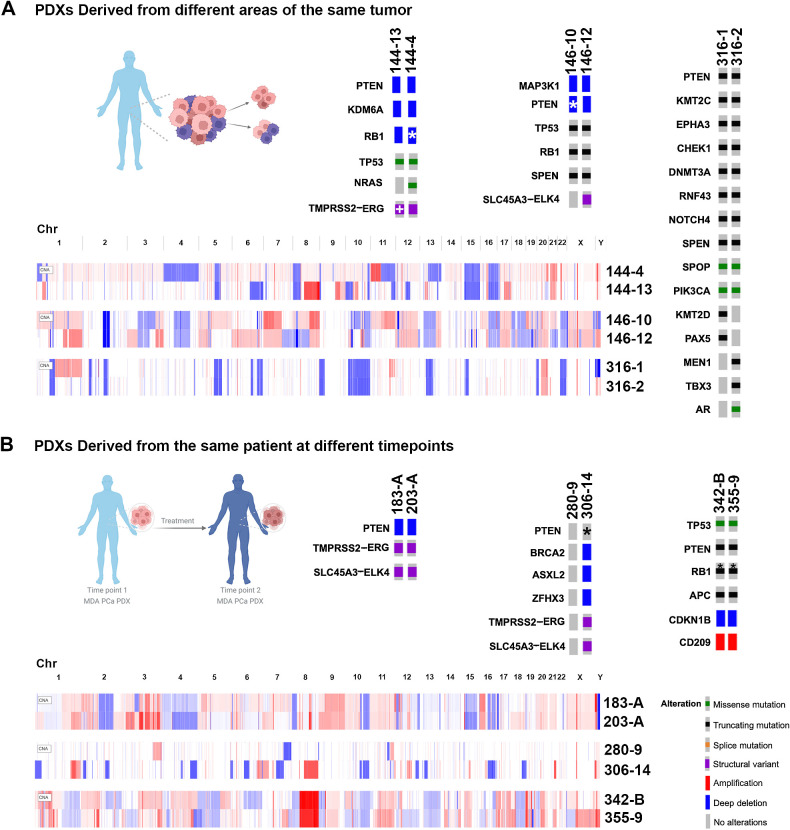 Figure 4. Alterations in MDA PCa PDX pairs derived from the same patient tumor and longitudinal samples. A, Oncoprints depicting alterations in models derived from two areas of the same tumor. The following pairs are represented: 144-13 and 144-4; 146-10 and 146-12; 316-1 and 316-2. B, Oncoprints depicting alterations in longitudinal samples. The following pairs are represented: 183-A and 203-A; 280-9 and 306-14; 342-B and 355-9. Note: oncoprints show only one alteration when multiple hits are present. *, Full or partial copy-number/transcript loss determined by manual inspection for TP53, RB1, and PTEN; TMPRSS2-ERG fusion in MDA PCa 144-13 was determined by the presence of an interstitial loss between the genes in the copy-number profile. (Patient schemes created with BioRender.com.)