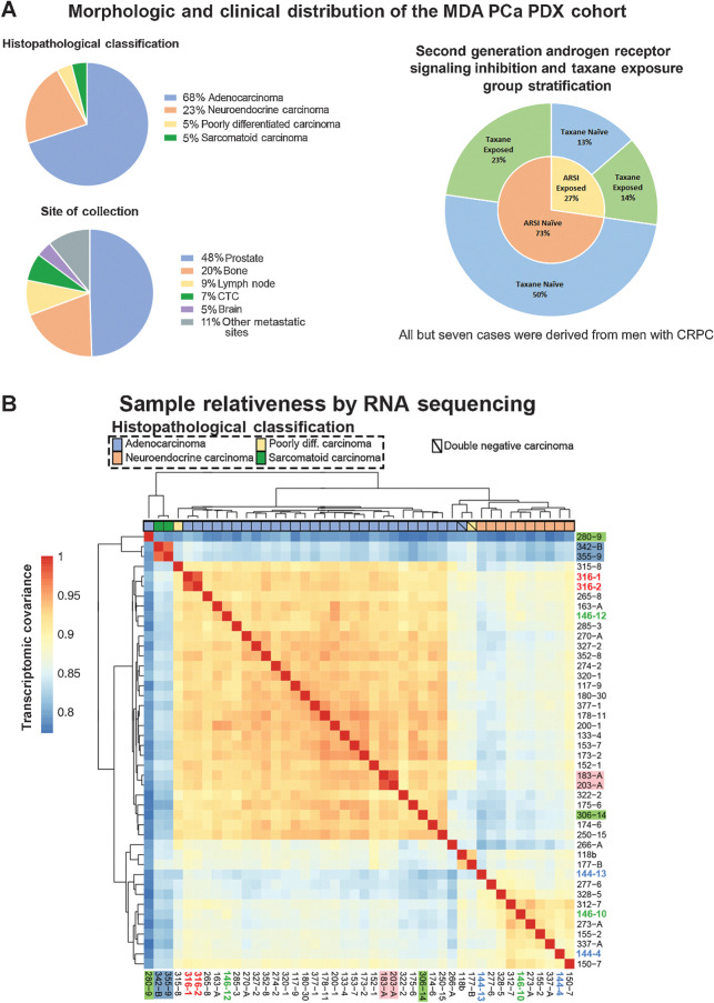 Figure 1. Morphologic and clinical distribution of the MDA PCa PDX cohort. A, Morphologic classification, site of tumor collection, and previous treatment of the 44 PDXs (from 38 patients with prostate cancer) used for genomic analysis [WGS, targeted sequencing (T200.1 panel; 263 genes), and RNA-seq]. Note: second- or next-generation androgen receptor signaling inhibition (ARSI) comprises abiraterone acetate, enzalutamide, and apalutamide. B, Heat map showing transcriptomic data covariance clustering. Highlighted and colored are longitudinal and heterogenous samples from the same patient, respectively. CTC, circulating tumor cells; diff, differentiated.