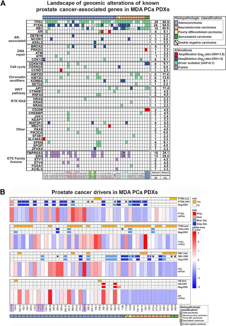 Figure 2. Landscape of genomic alterations of known prostate cancer–associated genes in MDA PCa PDXs. A, Oncoplot depicting SNP/indel (allele frequency > 0.1) and CNV of known prostate cancer–associated genes identified by targeted sequencing (T200.1 panel) and WGS, respectively, in the 44 MDA PCa PDXs studied. Highlighted and colored are longitudinal and heterogenous samples from the same patient, respectively. B, Mutation (mut), CNV, and mRNA status of genes frequently altered in prostate cancer. Highlighted in purple are the models with no relevant alterations in the genes analyzed. *, Full or partial copy-number/transcript loss determined by manual inspection for TP53, RB1, and PTEN; +, found on DNA only, together with presence of an interstitial loss between the genes in the copy-number profile; Amp, amplification.