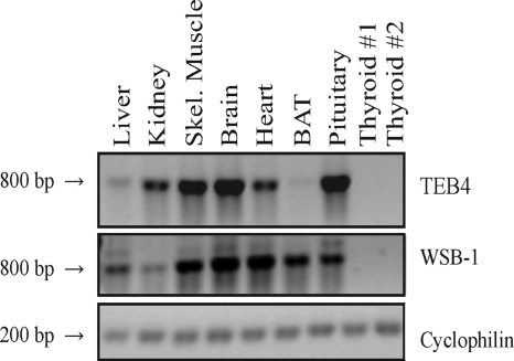 FIG. 5.