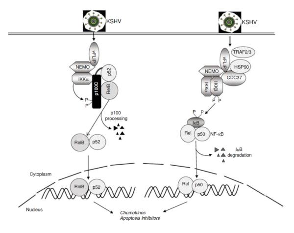 Fig 4